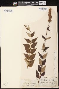 Agastache foeniculum image