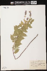 Agastache foeniculum image