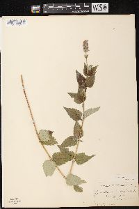 Agastache foeniculum image