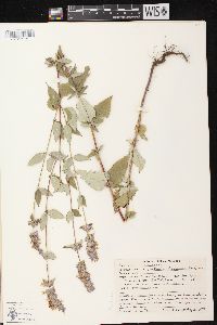 Agastache foeniculum image