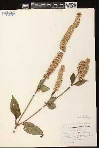 Agastache scrophulariifolia image