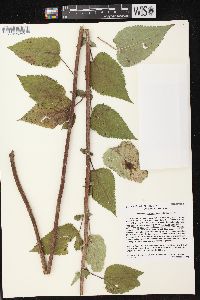 Agastache scrophulariifolia image