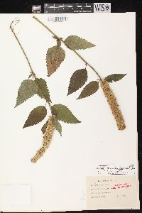 Agastache scrophulariifolia image