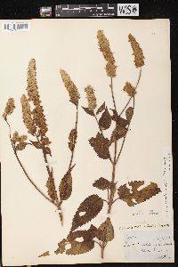 Agastache scrophulariifolia image