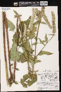 Agastache scrophulariifolia image