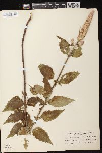 Agastache scrophulariifolia image