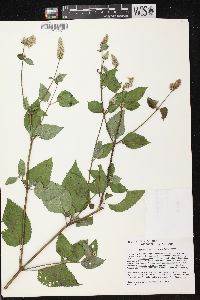 Agastache scrophulariifolia image