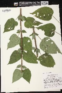 Agastache scrophulariifolia image