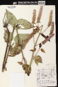 Agastache scrophulariifolia image