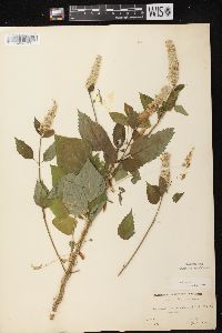 Agastache scrophulariifolia image