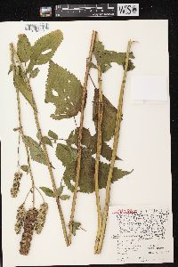 Agastache scrophulariifolia image