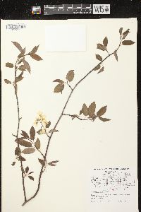 Amelanchier laevis image