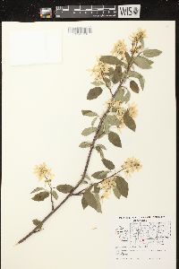 Amelanchier sanguinea image