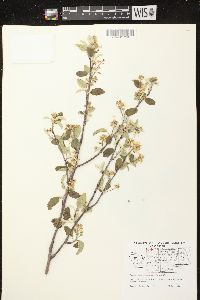 Amelanchier sanguinea image