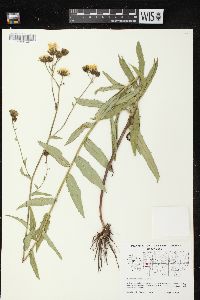 Hieracium umbellatum image