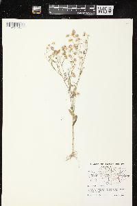 Erigeron philadelphicus var. philadelphicus image