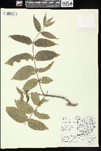 Juglans cinerea image