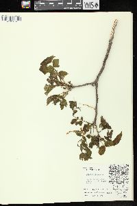 Juglans cinerea image