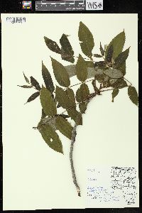 Carya ovata var. ovata image