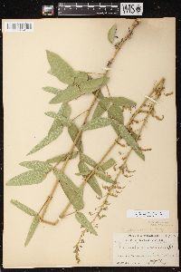 Desmodium illinoense image