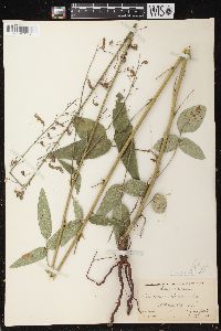 Desmodium illinoense image