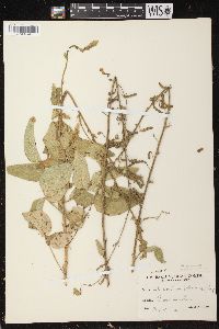 Desmodium illinoense image