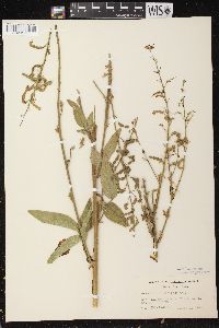 Desmodium illinoense image