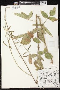 Desmodium illinoense image