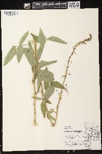 Desmodium illinoense image