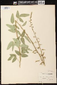 Desmodium illinoense image