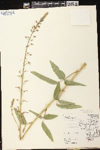 Desmodium illinoense image