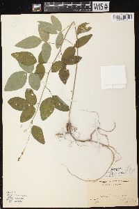 Desmodium perplexum image