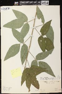 Desmodium perplexum image