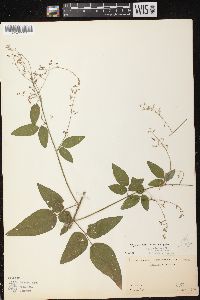 Desmodium perplexum image