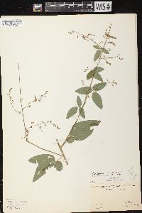 Desmodium perplexum image