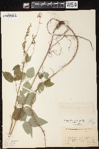 Desmodium perplexum image