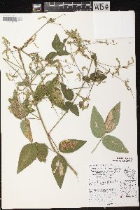 Desmodium perplexum image