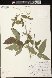 Desmodium perplexum image