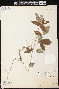 Desmodium perplexum image