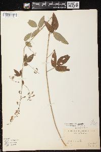 Desmodium perplexum image