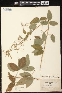 Desmodium perplexum image