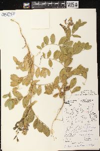 Lathyrus japonicus var. maritimus image