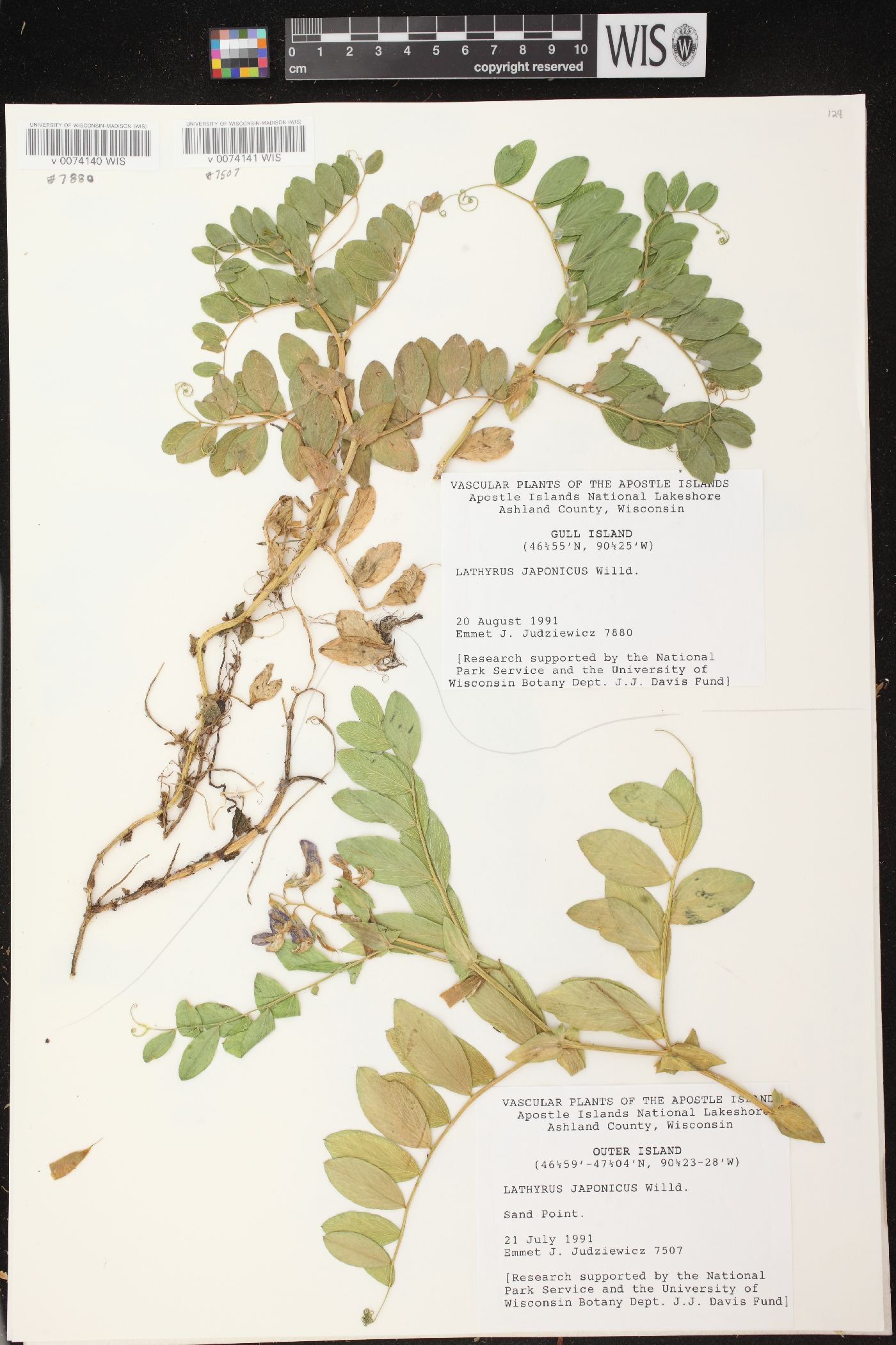 Lathyrus japonicus var. maritimus image