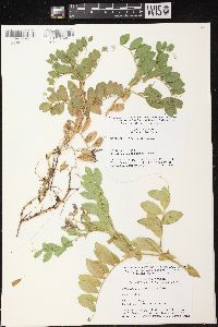 Lathyrus japonicus var. maritimus image