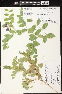 Lathyrus japonicus var. maritimus image