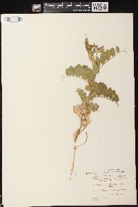 Lathyrus japonicus var. maritimus image