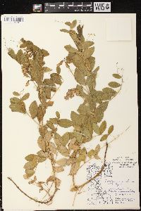 Lathyrus japonicus var. maritimus image