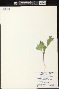 Lathyrus japonicus var. maritimus image
