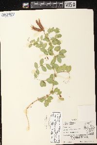 Lathyrus japonicus var. maritimus image