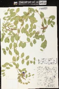 Lathyrus japonicus var. maritimus image